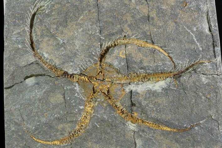 Detailed Ordovician Brittle Star (Ophiura) - Morocco #89218